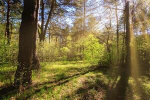 Sunbeams streaming through the pine trees and illuminating the young foliage on the bushes in the pine forest in spring. photo