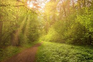 Sunbeams streaming through the pine trees and illuminating the young foliage on the bushes in the pine forest in spring. photo