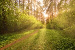 Sunbeams streaming through the pine trees and illuminating the young foliage on the bushes in the pine forest in spring. photo