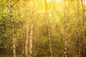 Sunrise or sunset in a spring birch grove with young green foliage and grass. Sun rays breaking through the birches. photo