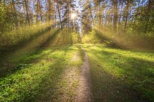 Sunbeams streaming through the pine trees and illuminating the young foliage on the bushes in the pine forest in spring. photo