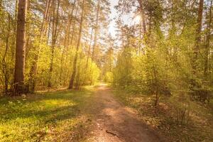 Sunbeams streaming through the pine trees and illuminating the young foliage on the bushes in the pine forest in spring. photo