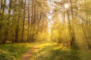 Sunbeams streaming through the pine trees and illuminating the young foliage on the bushes in the pine forest in spring. photo