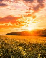Sunset or sunrise in a spring field with green grass, willow trees and cloudy sky. photo