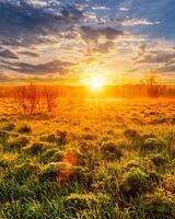 Sunrise in a spring field with green grass, lupine sprouts, fog on the horizon, cloudy sky. photo
