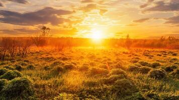 Sunrise in a spring field with green grass, lupine sprouts, fog on the horizon, cloudy sky. photo