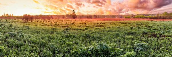 Twilight in a spring field with green grass, lupines, fog on the horizon, cloudy sky. photo