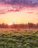 Twilight in a spring field with green grass, lupines, fog on the horizon, cloudy sky. photo
