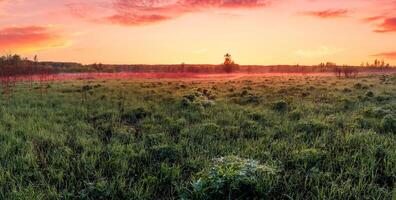 Twilight in a spring field with green grass, lupines, fog on the horizon, cloudy sky. photo