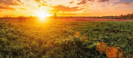 Sunrise in a spring field with green grass, lupine sprouts, fog on the horizon, cloudy sky. photo