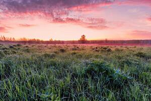 Twilight in a spring field with green grass, lupines, fog on the horizon, cloudy sky. photo
