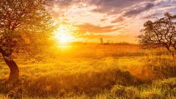 Sunrise in a spring field with green grass, lupine sprouts trees on a foreground and cloudy sky. photo