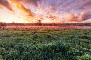 Twilight in a spring field with green grass, lupines, fog on the horizon, cloudy sky. photo