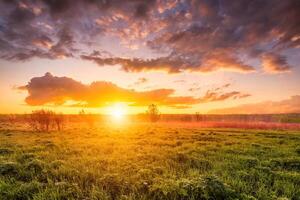 Sunrise in a spring field with green grass, lupine sprouts, fog on the horizon, cloudy sky. photo