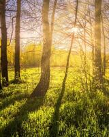 Sunrise or sunset in a spring birch forest with rays of sun shining through tree trunks by shadows and young green grass. photo