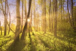 Sunrise or sunset in a spring birch forest with rays of sun shining through tree trunks by shadows and young green grass. photo