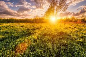 Sunrise in a spring field with green grass, lupine sprouts, fog and cloudy sky. photo