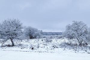 Trees covered with snow after snowfall on a winter day. photo