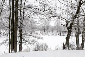 Birch grove after a snowfall on a winter day. Birch branches covered with stuck snow. photo