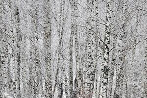 Birch grove after a snowfall on a winter day. Birch branches covered with stuck snow. photo