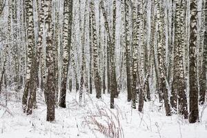 Birch grove after a snowfall on a winter day. Birch branches covered with stuck snow. photo