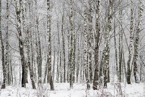 Birch grove after a snowfall on a winter day. Birch branches covered with stuck snow. photo