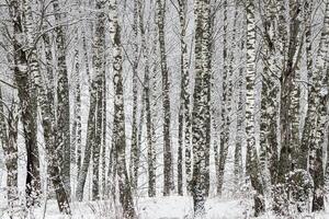 Birch grove after a snowfall on a winter day. Birch branches covered with stuck snow. photo