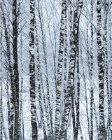 Birch grove after a snowfall on a winter day. Birch branches covered with stuck snow. photo