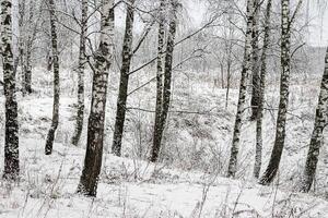 Birch grove after a snowfall on a winter day. Birch branches covered with stuck snow. photo