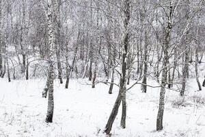 Birch grove after a snowfall on a winter day. Birch branches covered with stuck snow. photo
