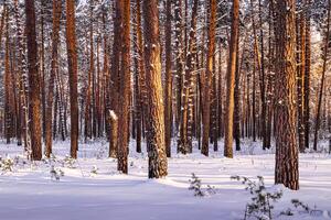 Sunset or sunrise in the winter pine forest covered with a snow. Sunbeams shining through the tree trunks. photo