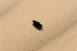 scarab in sand photo