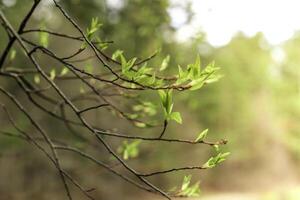 The first spring gentle leaves, buds and branches photo