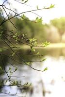 The first spring gentle leaves, buds and branches photo
