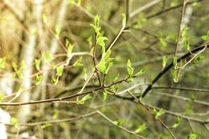 The first spring gentle leaves, buds and branches photo