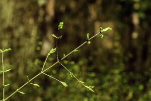 The first spring gentle leaves, buds and branches photo