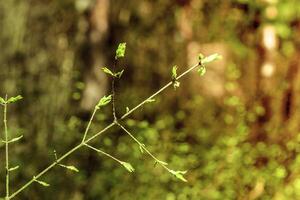 The first spring gentle leaves, buds and branches photo