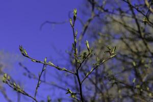 The first spring gentle leaves, buds and branches photo