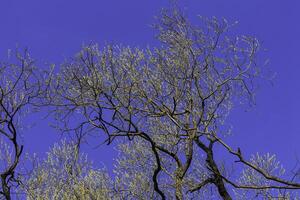The first spring gentle leaves, buds and branches photo