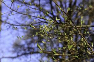 The first spring gentle leaves, buds and branches photo
