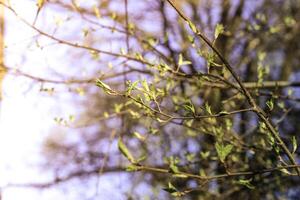The first spring gentle leaves, buds and branches photo