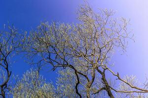 The first spring gentle leaves, buds and branches photo