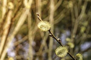 willow branch at spring photo