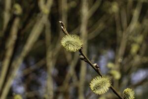 willow branch at spring photo