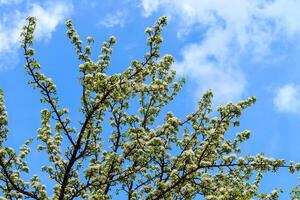 Flowering pear tree in early spring with blue sky in the background. Pear tree branches covered with flowers. photo