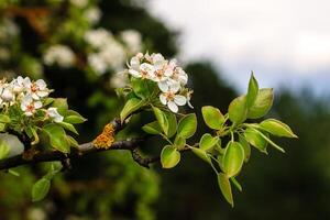 Flowering pear tree in early spring with blue sky in the background. Pear tree branches covered with flowers. photo