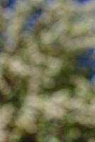 Flowering pear tree in early spring with blue sky in the background blur. Pear tree branches covered with flowers blur. photo