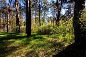 Sushine at spring pine forest with trees and grass. photo