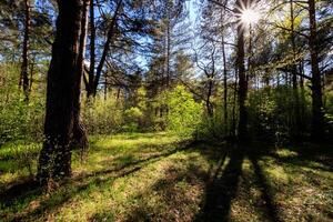Sushine at spring pine forest with trees and grass. photo