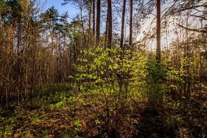 Sunset at spring pine forest with trees and grass. photo